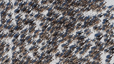 ungulates