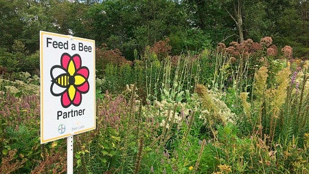 feedAbee