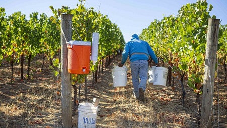 elkcovevineyards