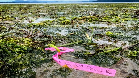 seagrass