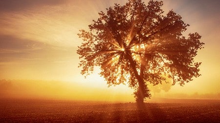 treesunset