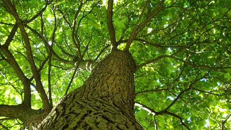 fractaltree