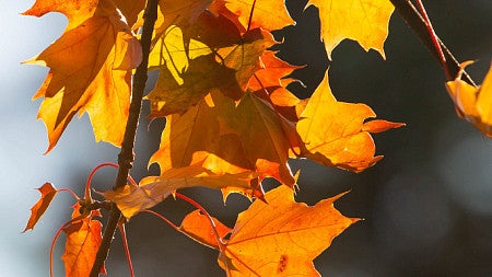 Fall leaves up-close