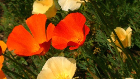 red and yellow poppies