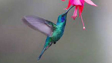 hummingbird