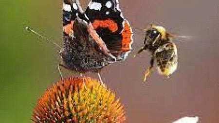 A bumble bee flies near a blooming flower, where a colorful butterfly is already perched