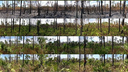 Timeline representation of fire ecology, how fire can be strategically employed to benefit an ecosystem and its natural participants