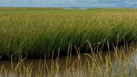 Coastal salt marsh