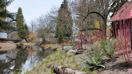 Millrace Pond in Eugene, OR