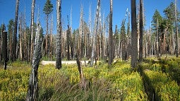 forest-to-wetland