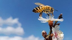 bee