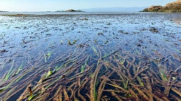 eelgrass