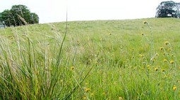 Purple needlegrass in the foreground. 