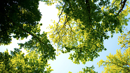 From beneath the trees, sun shines.   