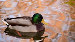 A mallard duck floats on water