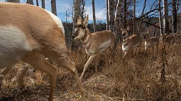 Migrating ungulates