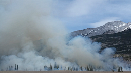 Thick wildfire smoke billows from a mountainside as trees burn to stumps. 