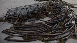 Dying kelp collects on the Northwest coast. Photo courtesy: Peter Pearsall, U.S. Fish & Wildlife Service