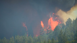 Wildfire tears through a forestscape as thick smoke billows