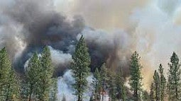 Smoke chokes the sky as a wildfire approaches a tall green grove. 