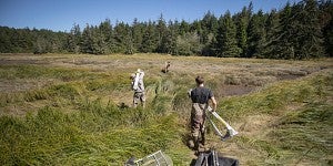 Field research