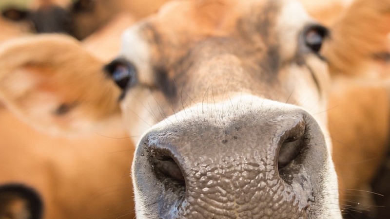 dairy cow's nose