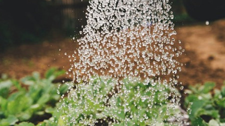 wateringplant