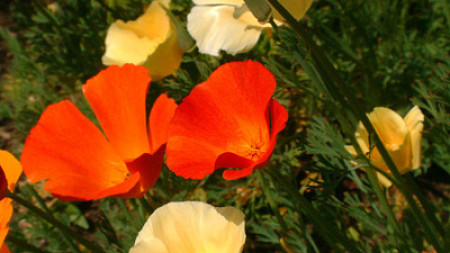 Red, cream, and orange California poppies