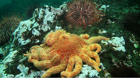 A large sea star and sea urchin rest on an underwater coral bed