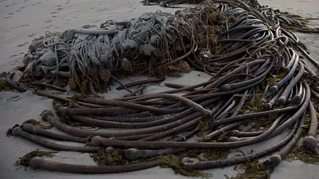 Dying kelp collects on the Northwest coast. Photo courtesy: Peter Pearsall, U.S. Fish & Wildlife Service