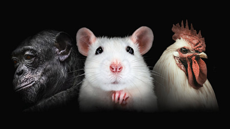 PETA graphic showing a mouse, gorilla, and rooster against a black background