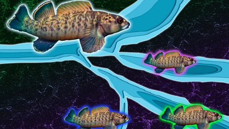 Stylized image of four freshwater greenfin darter fish highlighted in different colors against a colorful but dark background