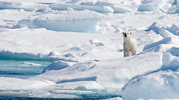 A polar bear stands at a distance and faces the camera. The bear is surrounded by snow and ice. 