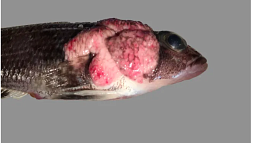 An Antarctic fish called Trematomus scotti infected with Notoxcellia parasites, single-cell pathogens visible as large oval cells within the pink xenoma (tumor-like growth). 