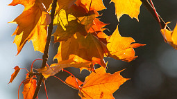 Fall leaves up-close
