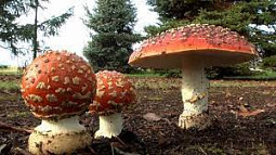 Fly mushrooms (white-spotted red toadstools)