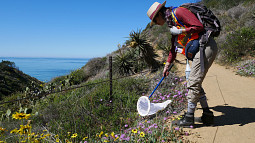 Lauren Ponisio uses a net to catch bees during a survey in Torrey Pines State Reserve.