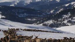 A snowy mountain landscape unfolds behind a herd of elk
