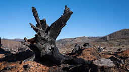 A burned and blackened tree stands out against a sparse background of rolling hills