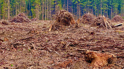 Slash piles in a clearcut, Gifford Pinchot National Forest. Photo: Jeffrey St. Clair