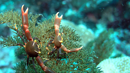 Two crabs stand on an underwater plant and raise their claws. Photo: Eco-Business. 