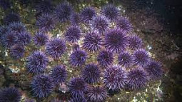 vibrant sea urchins cover a reef