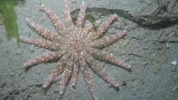 A sea star on the ocean bottom