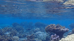 A coral reef in the south-central Pacific Ocean