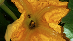 Squash bees nestle in a yellow squash flower