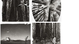 Photographs from Sarah Grew's "Ghost Forest" series