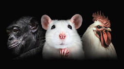 PETA graphic showing a mouse, gorilla, and rooster against a black background