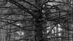 Black and white image of a massive tree with mostly bare branches