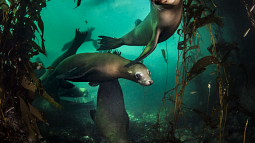 Sea lions rely on kelp forest habitat for food and protection