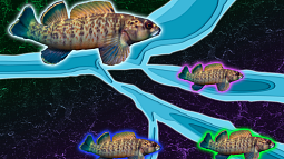 Stylized image of four freshwater greenfin darter fish highlighted in different colors against a colorful but dark background